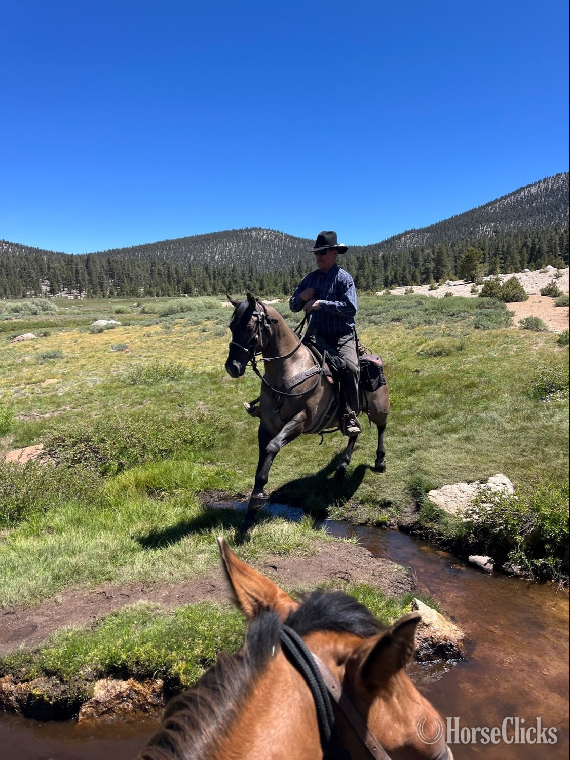 "Slater" Grullo Gelding Quarter Horse California