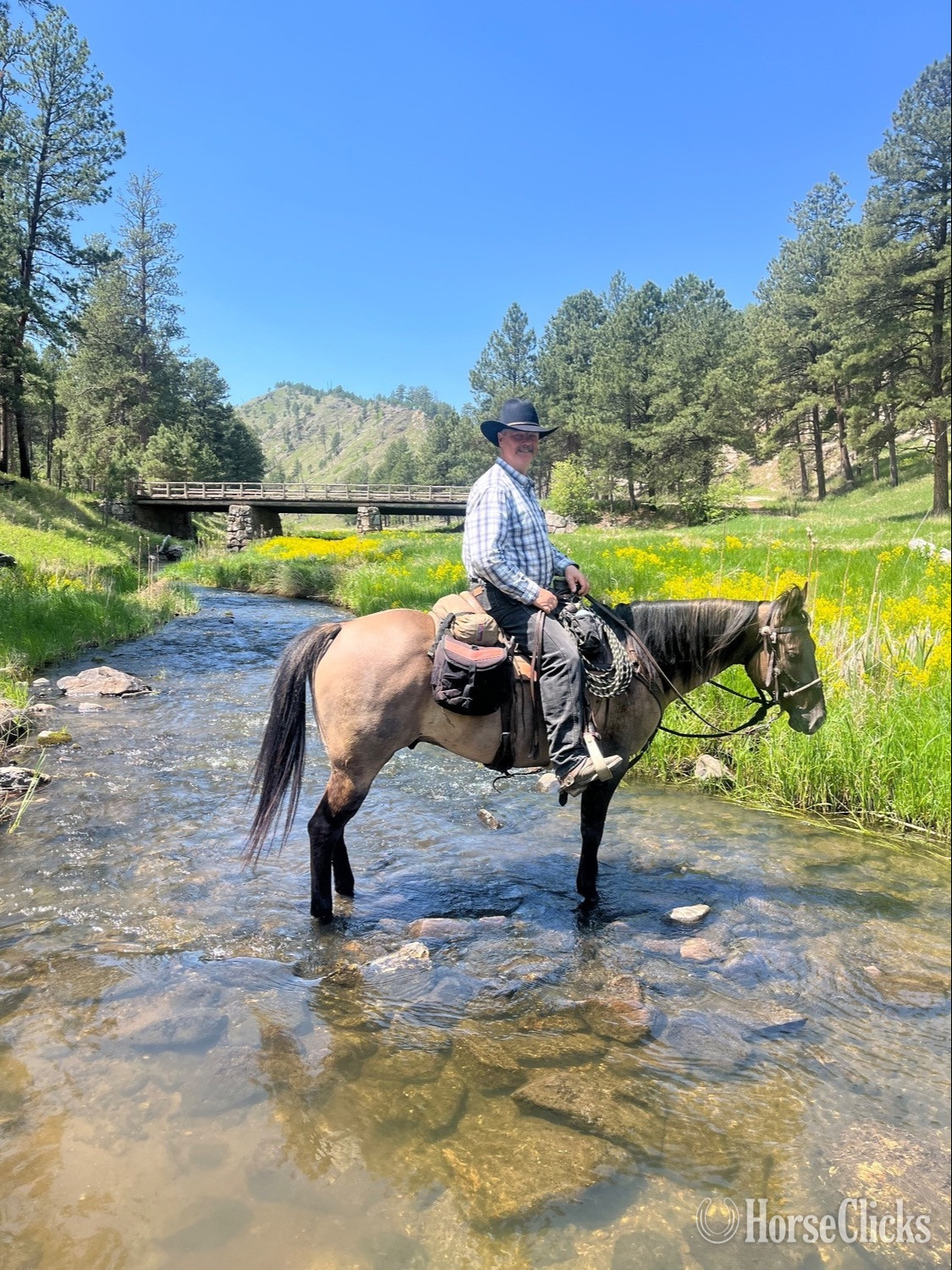 Quarter Horse - "Slater" Grullo Gelding Quarter Horse in California