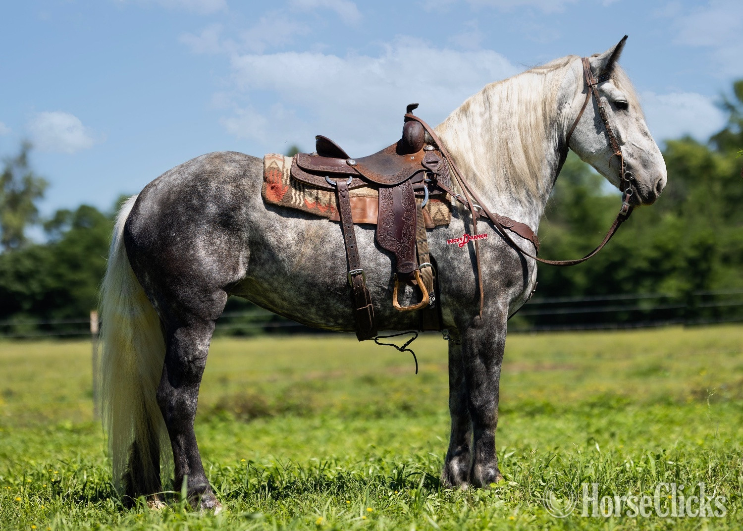 "Stella" Dappled Mare Draft in Missouri