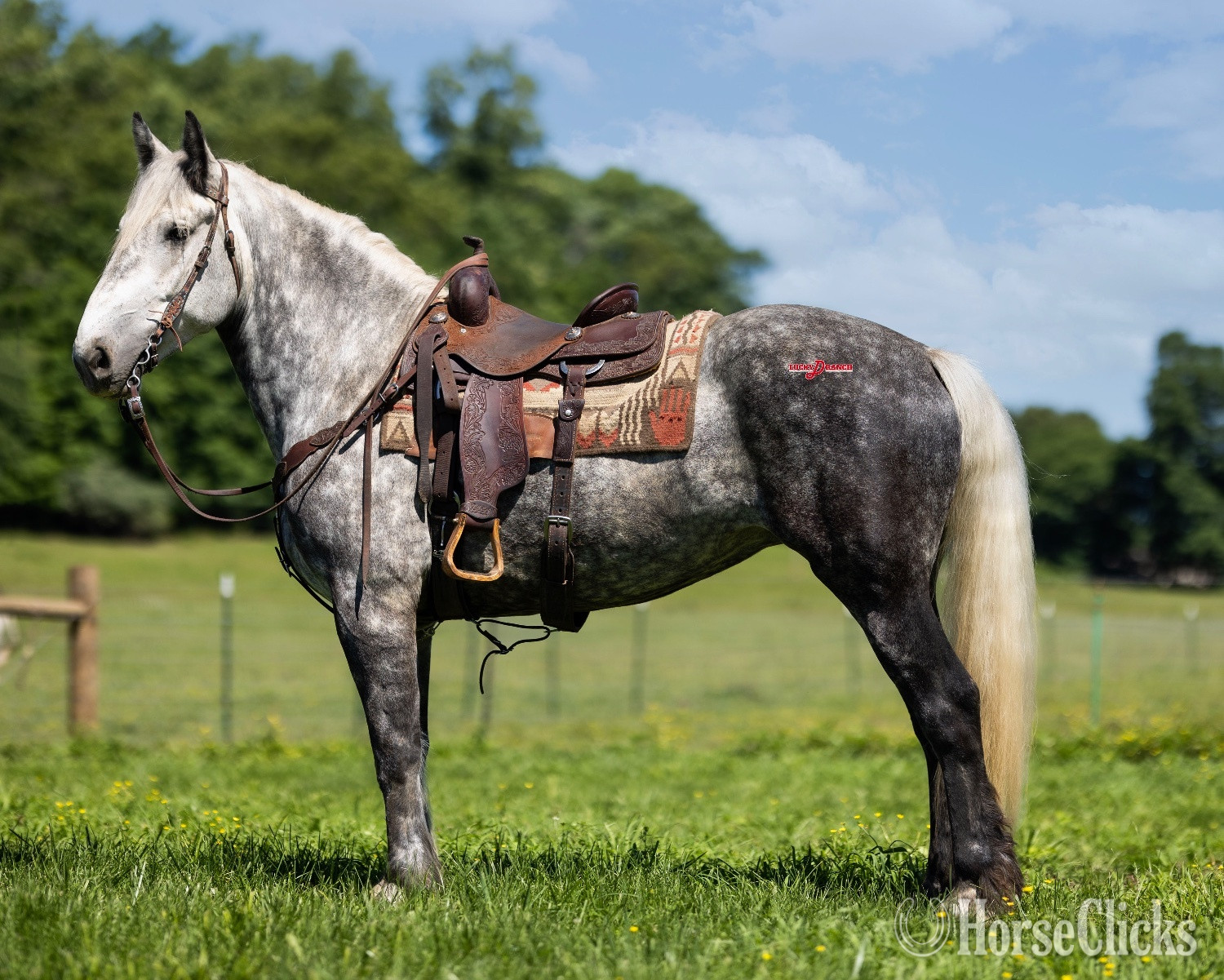 "Stella" Dappled Mare Draft