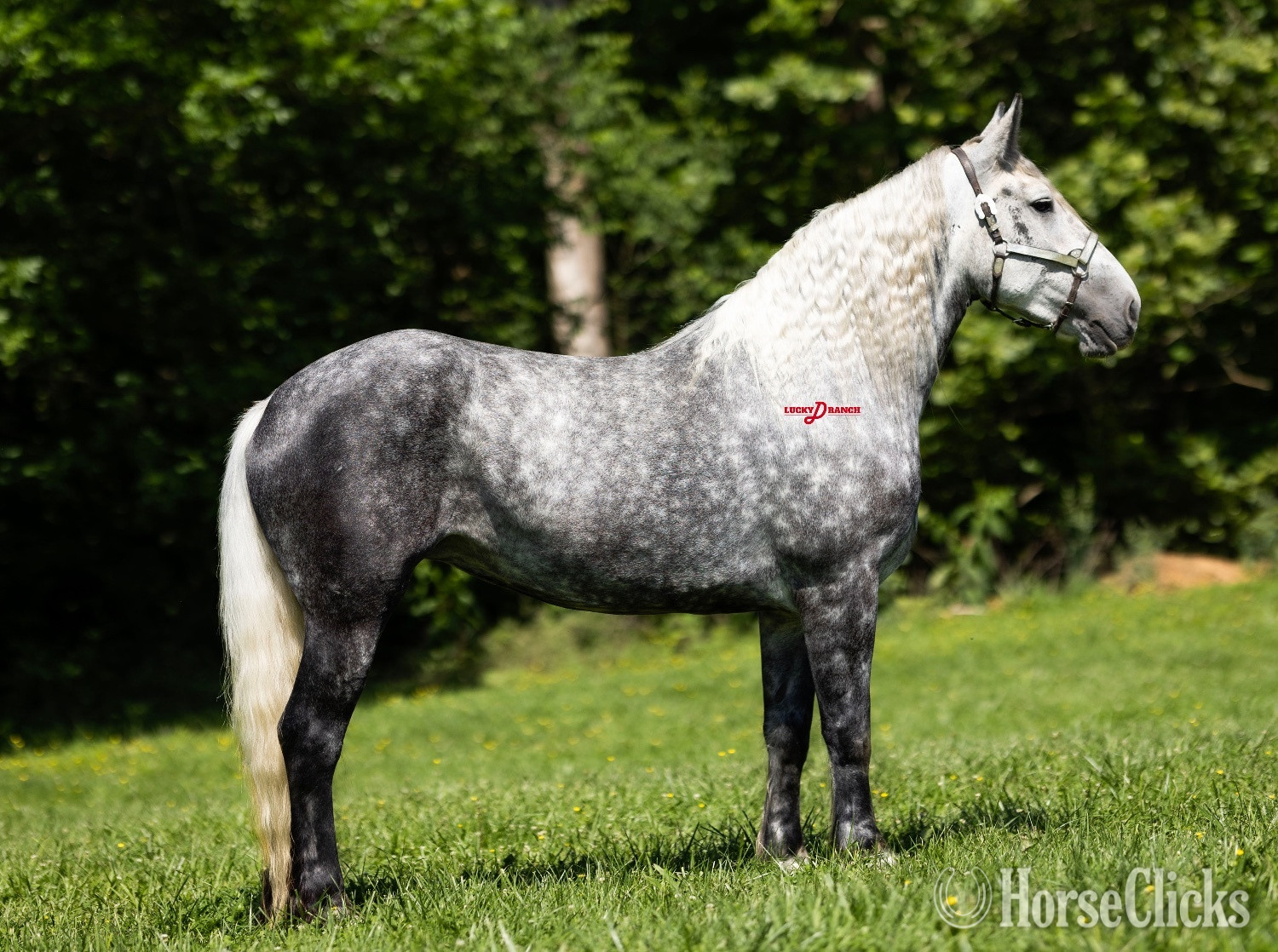 Missouri "Stella" Dappled Mare Draft