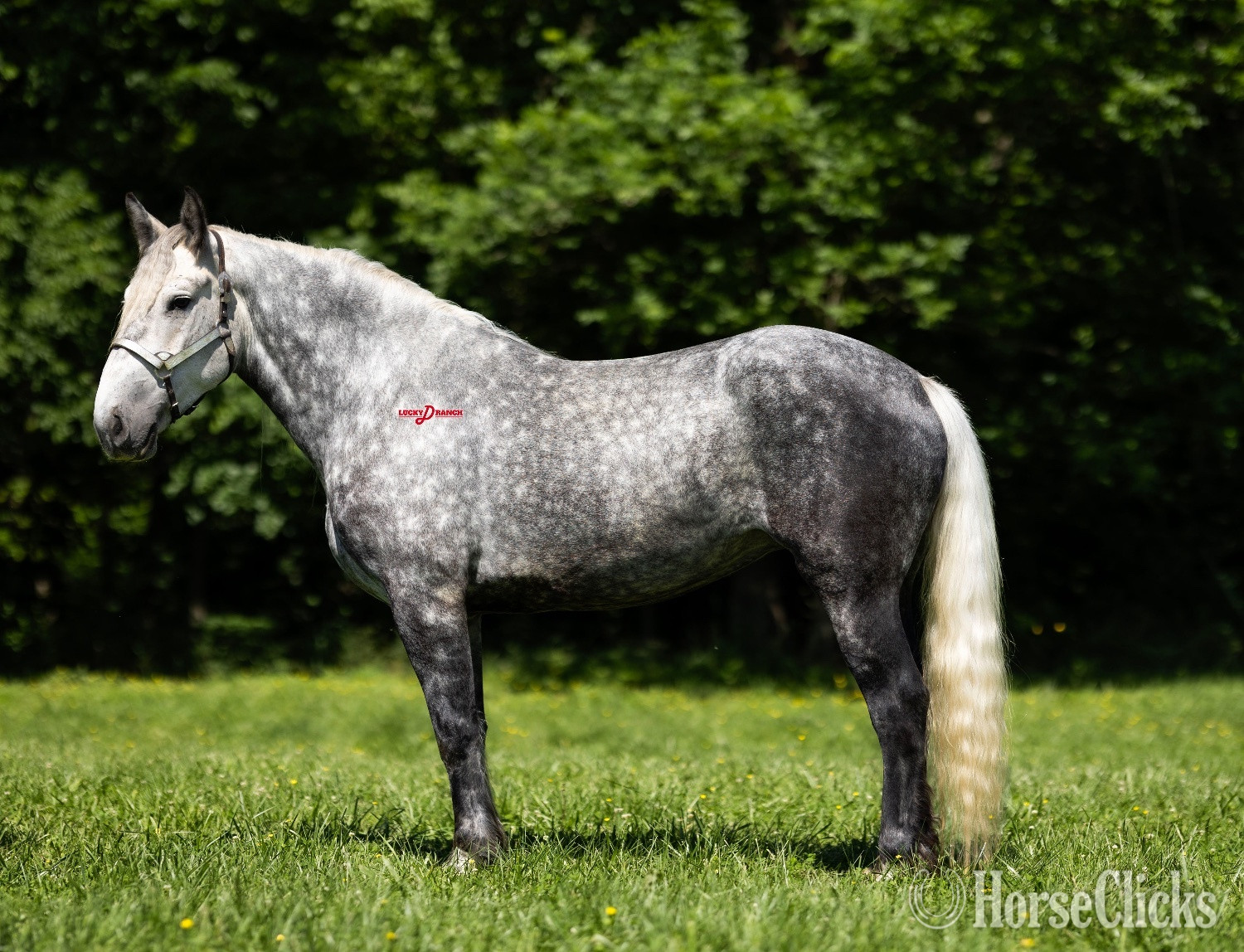 "Stella" Dappled Mare Draft - Draft in Missouri