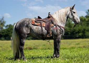 "Stella" Dappled Mare Draft