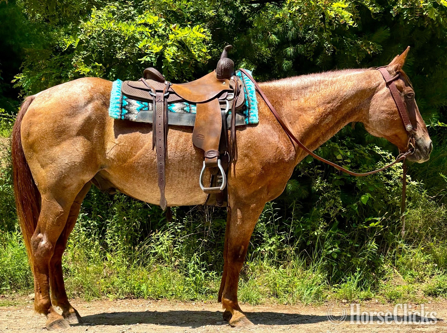 "Rooster" Chestnut Gelding Quarter Horse in Ohio