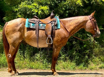 "Rooster" Chestnut Gelding Quarter Horse