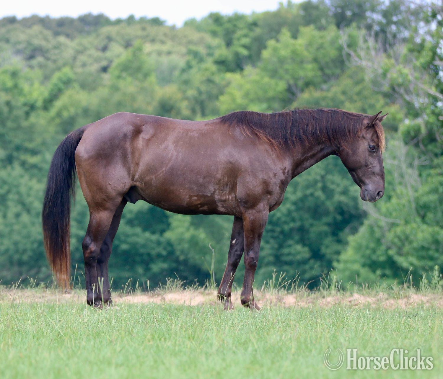 "RAGU" Black Gelding Quarter Horse in Texas
