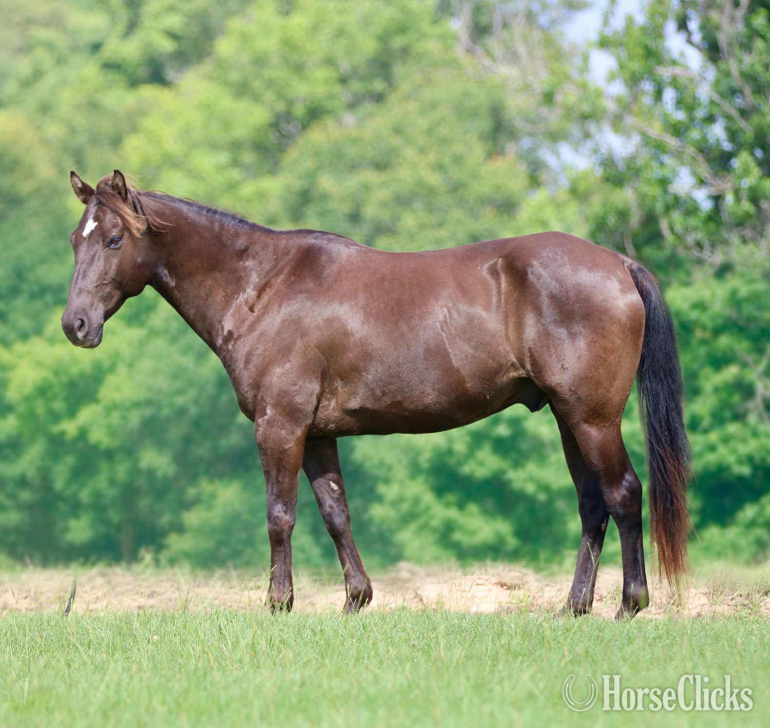 "RAGU" Black Gelding Quarter Horse