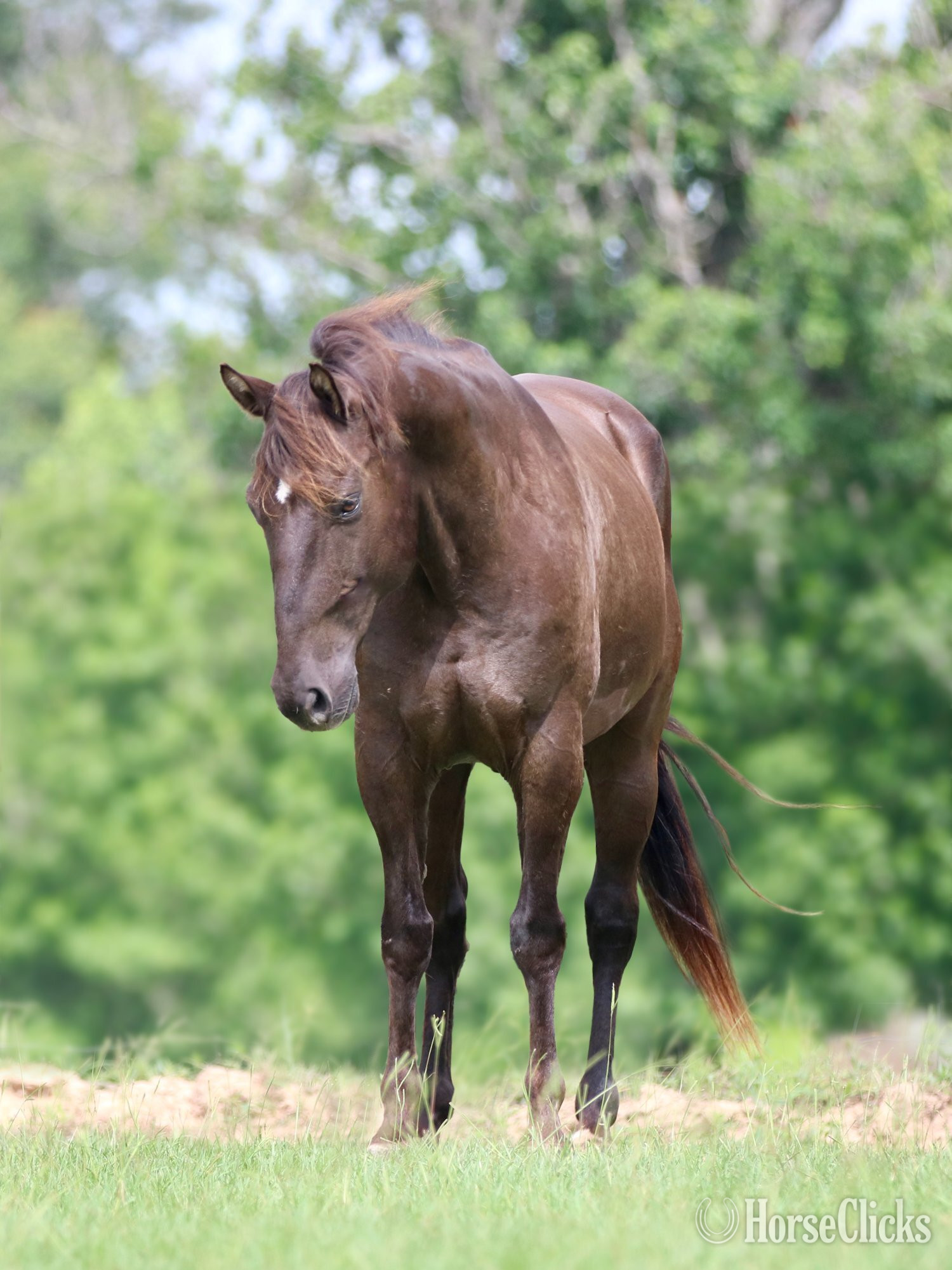 Texas "RAGU" Black Gelding Quarter Horse