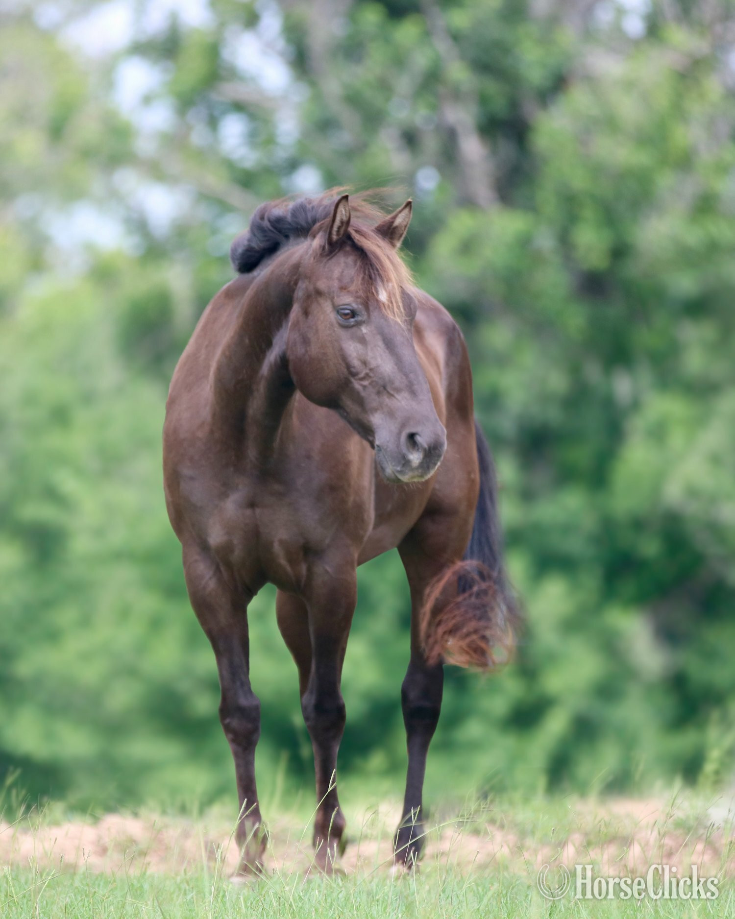 "RAGU" Black Gelding Quarter Horse - Quarter Horse in Texas