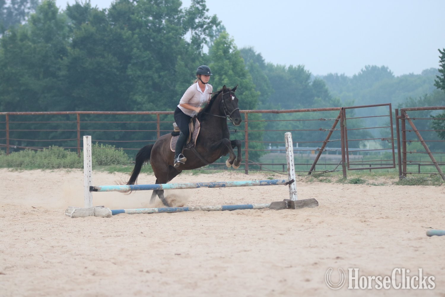 "RAGU" Black Gelding Quarter Horse Texas
