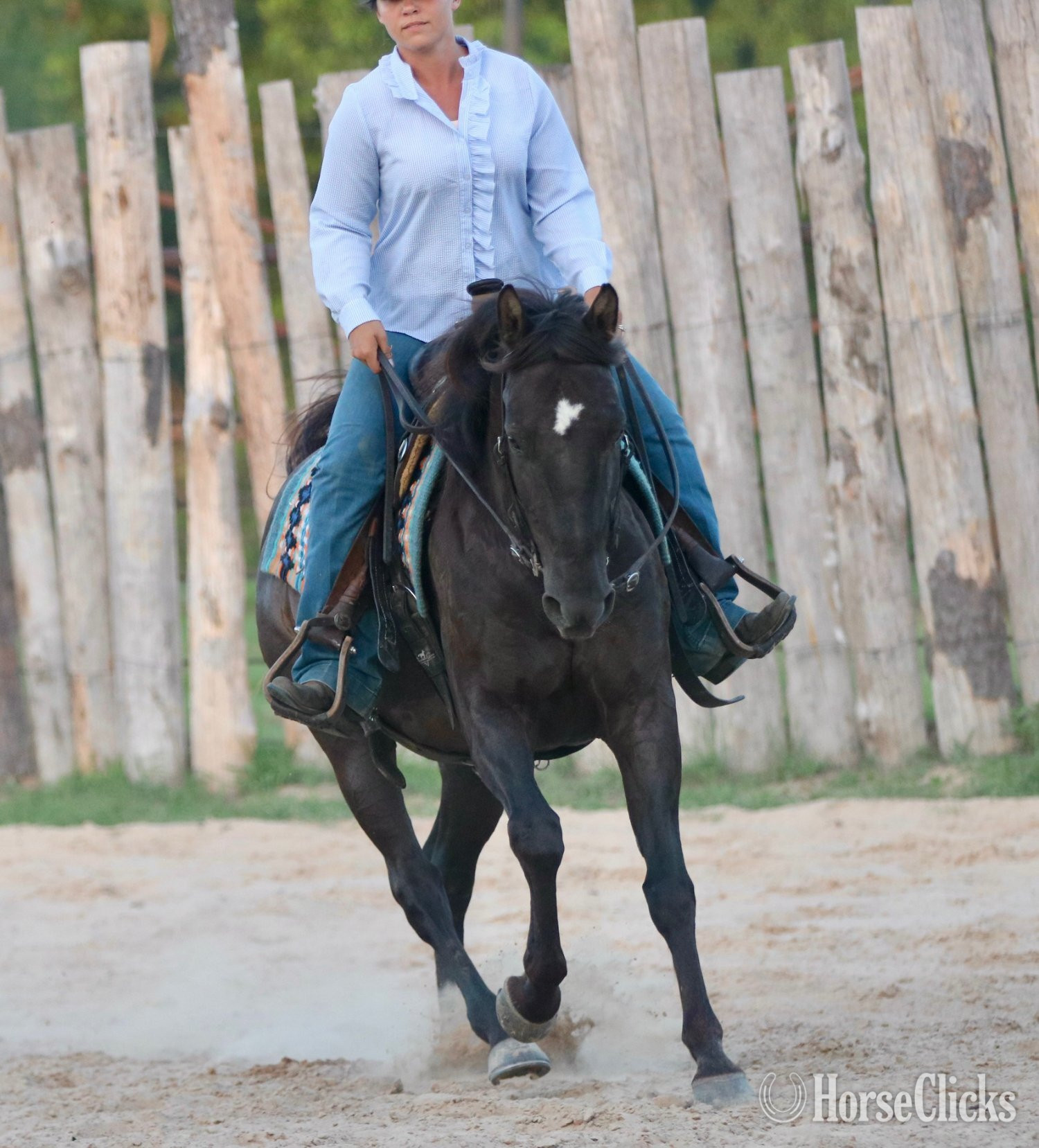 Quarter Horse - "RAGU" Black Gelding Quarter Horse in Texas