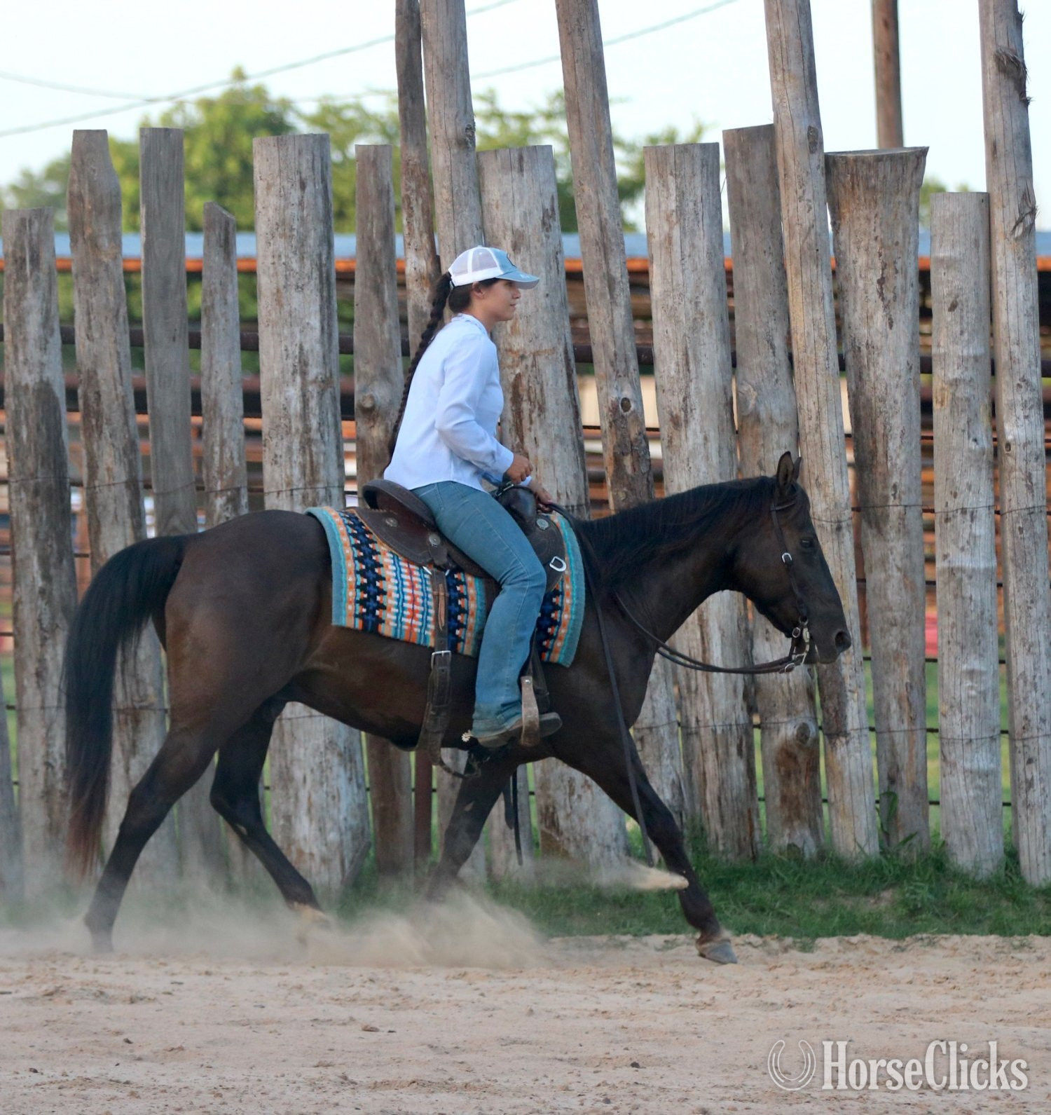 Quarter Horse - "RAGU" Black Gelding Quarter Horse