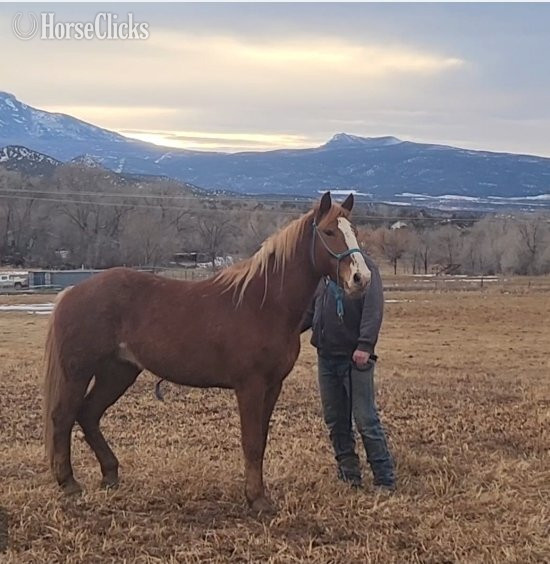 "Payson" Red Roan Gelding Mustang in Colorado