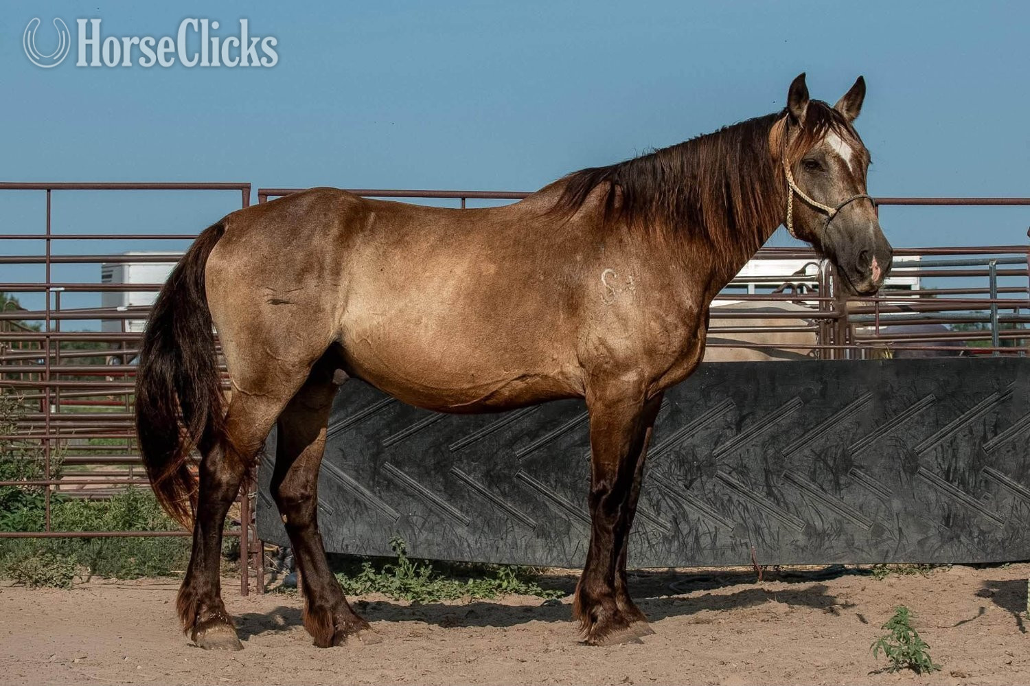 "Skeet" Buckskin Gelding Draft in Texas