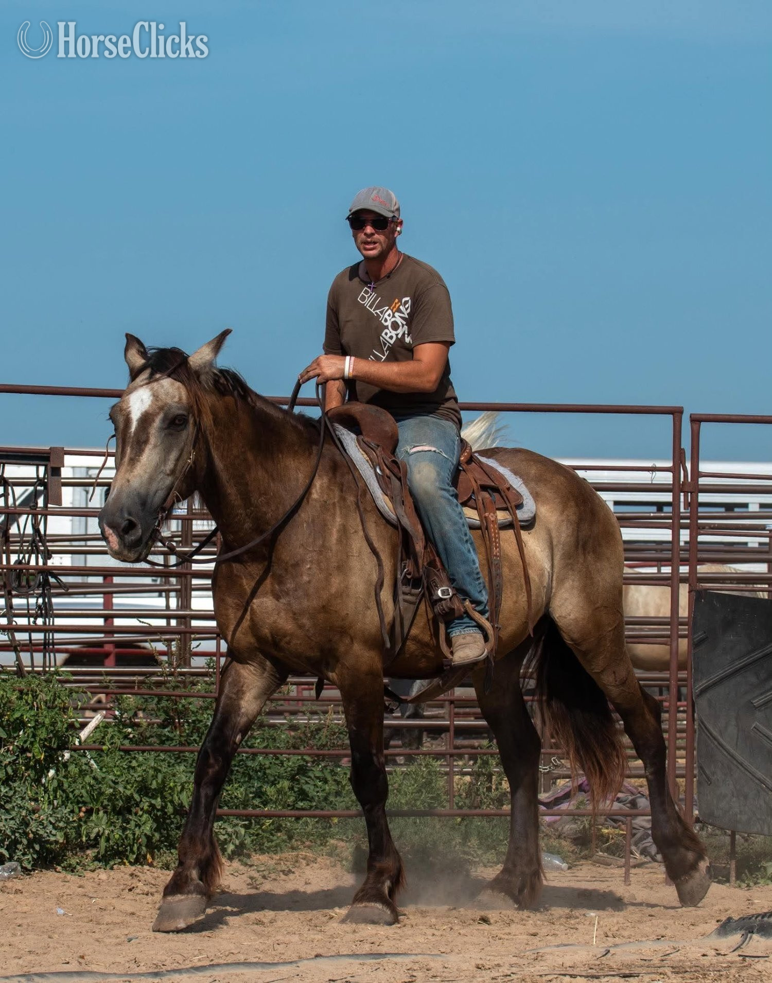 "Skeet" Buckskin Gelding Draft