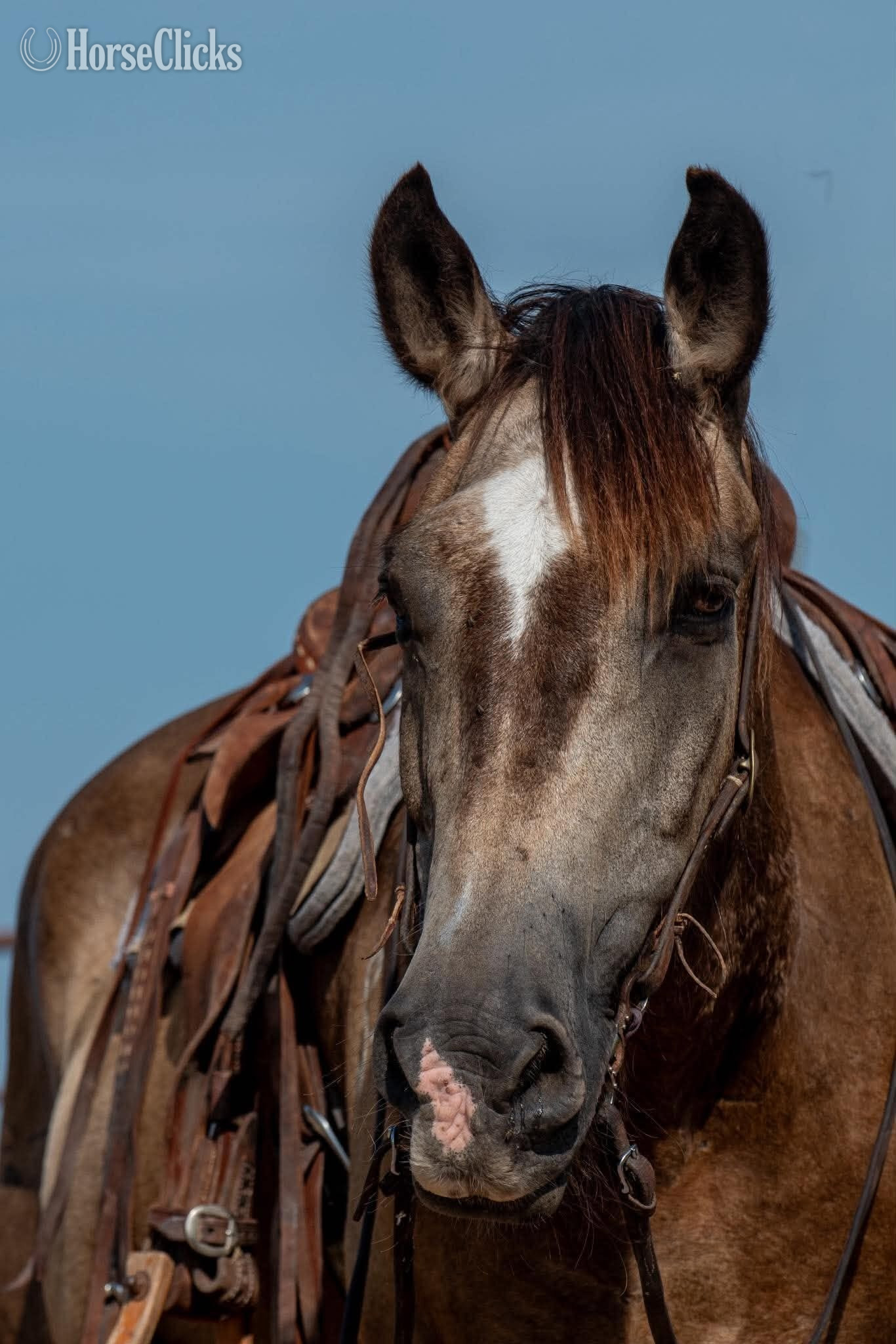 Texas "Skeet" Buckskin Gelding Draft