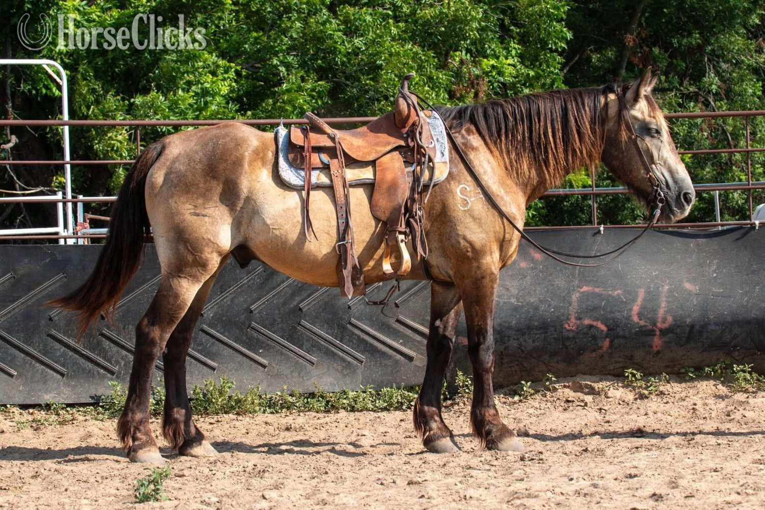 "Skeet" Buckskin Gelding Draft - Draft in Texas