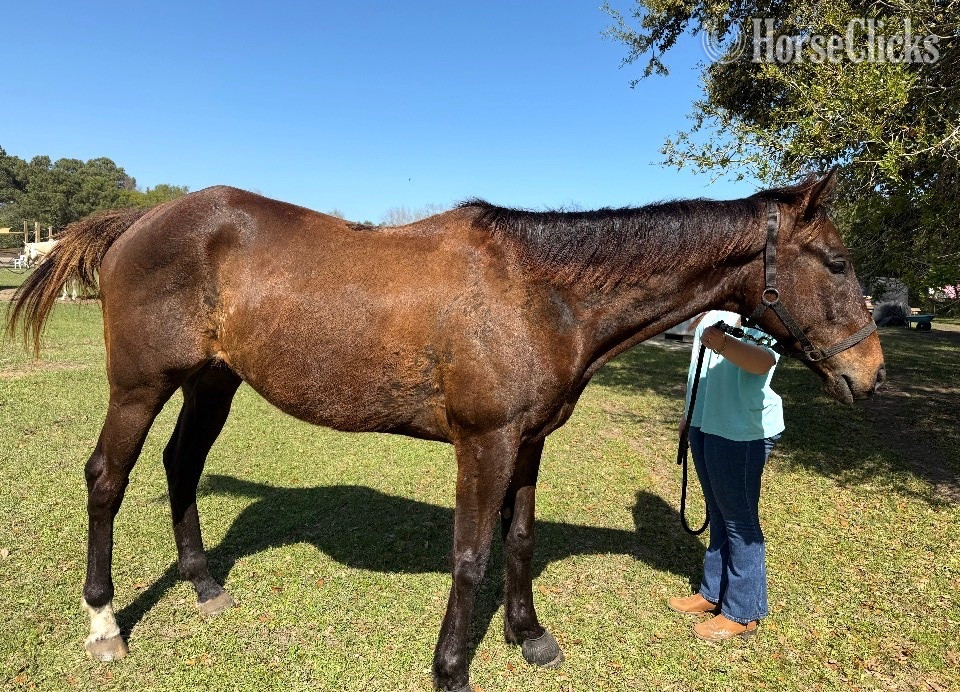 "Maverick " Bay Gelding Thoroughbred in South Carolina