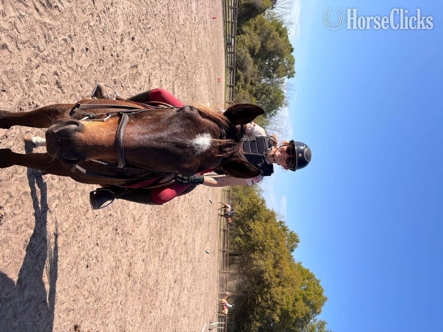 "Maverick " Bay Gelding Thoroughbred