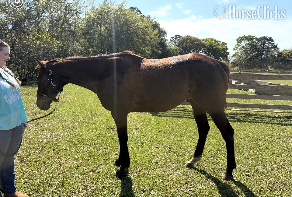 South Carolina "Maverick " Bay Gelding Thoroughbred