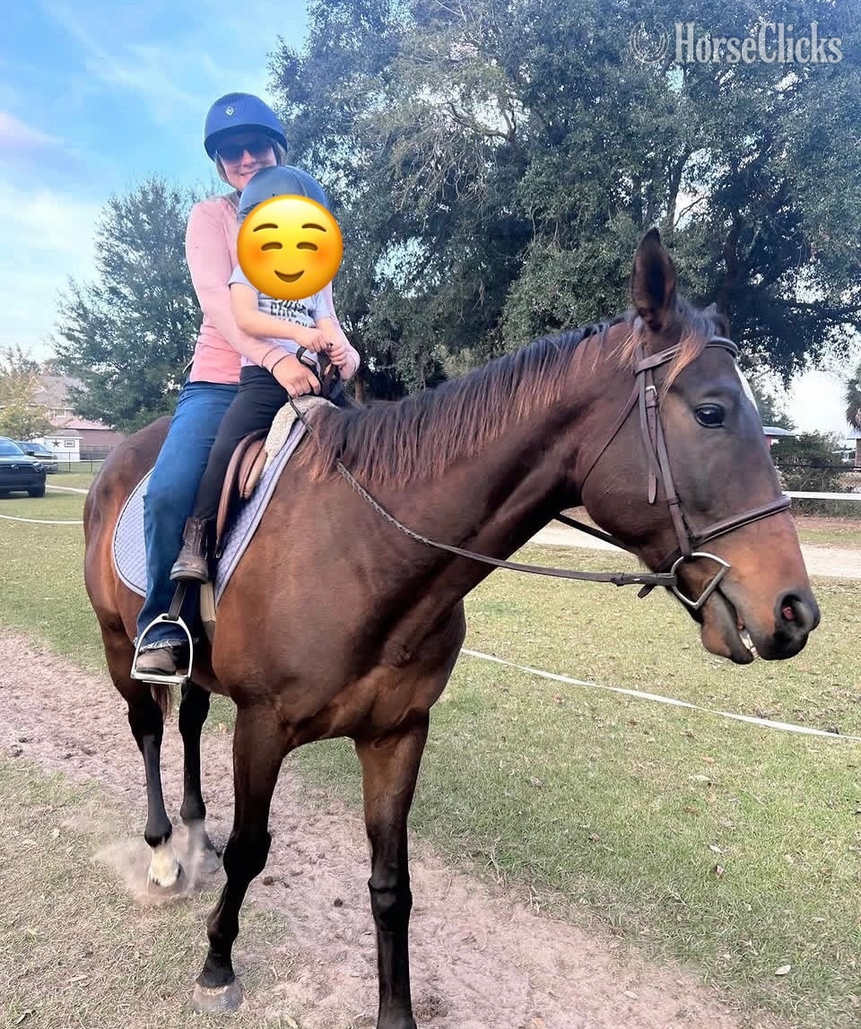 "Maverick " Bay Gelding Thoroughbred - Thoroughbred in South Carolina