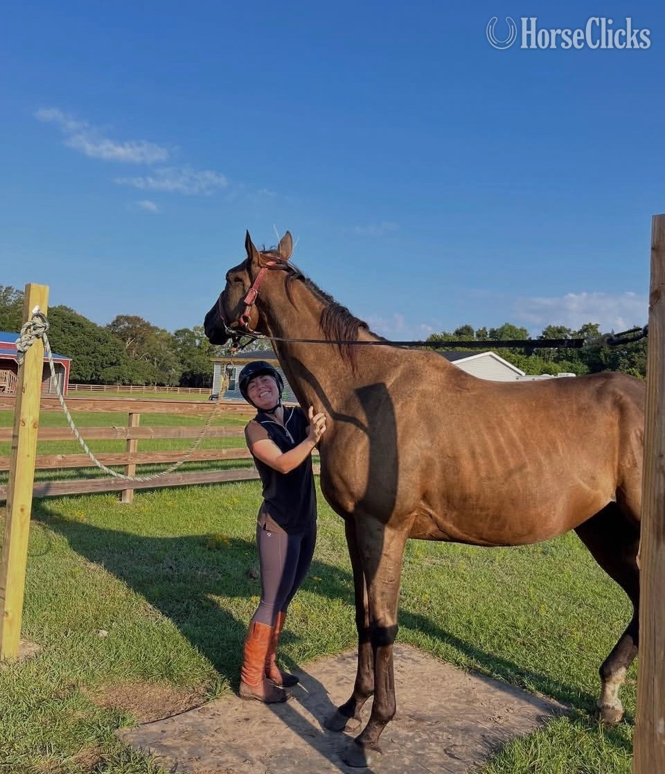 "Maverick " Bay Gelding Thoroughbred - Thoroughbred