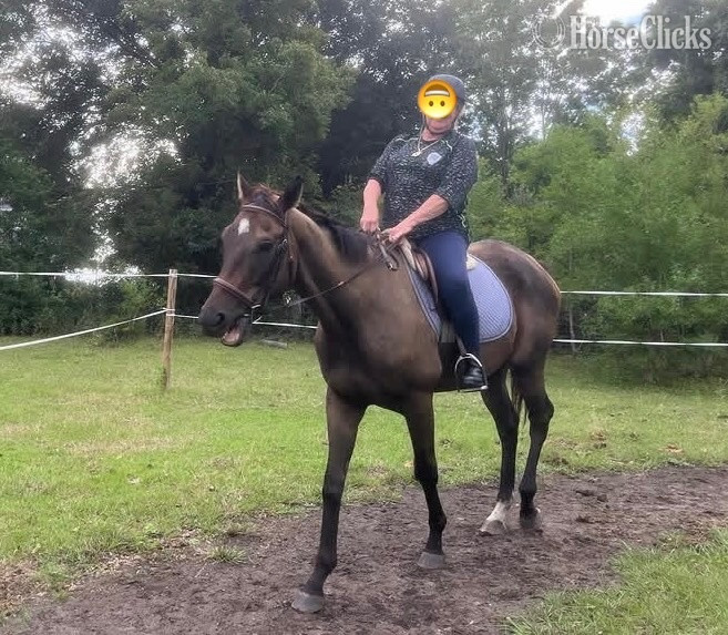 "Maverick " Bay Gelding Thoroughbred South Carolina