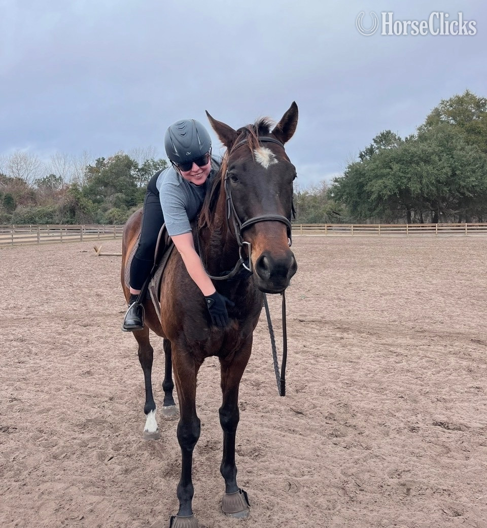 Thoroughbred - "Maverick " Bay Gelding Thoroughbred in South Carolina
