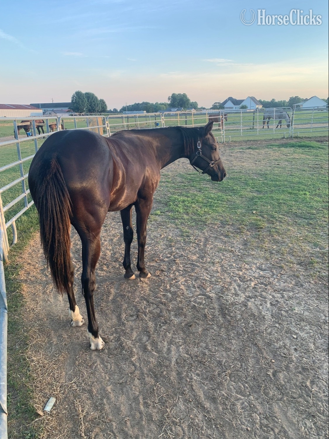 "Black Filly" Black Filly Quarter Horse in North Carolina