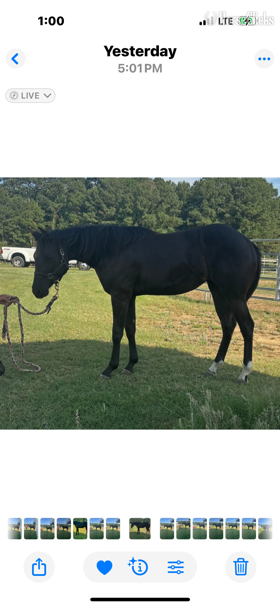 "Black Filly" Black Filly Quarter Horse