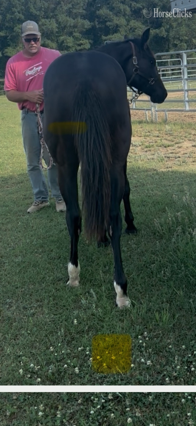 North Carolina "Black Filly" Black Filly Quarter Horse
