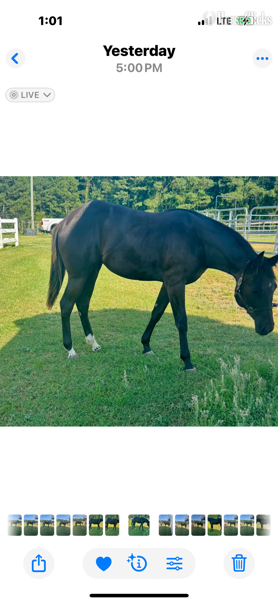 "Black Filly" Black Filly Quarter Horse - Quarter Horse in North Carolina