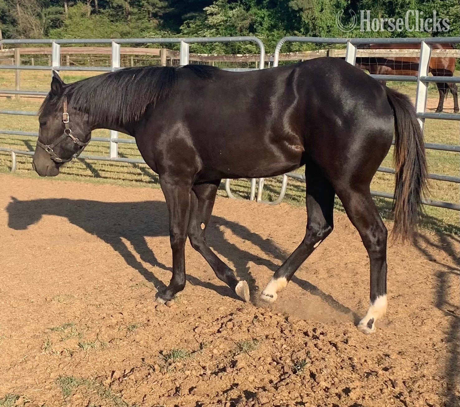 "Black Filly" Black Filly Quarter Horse - Quarter Horse