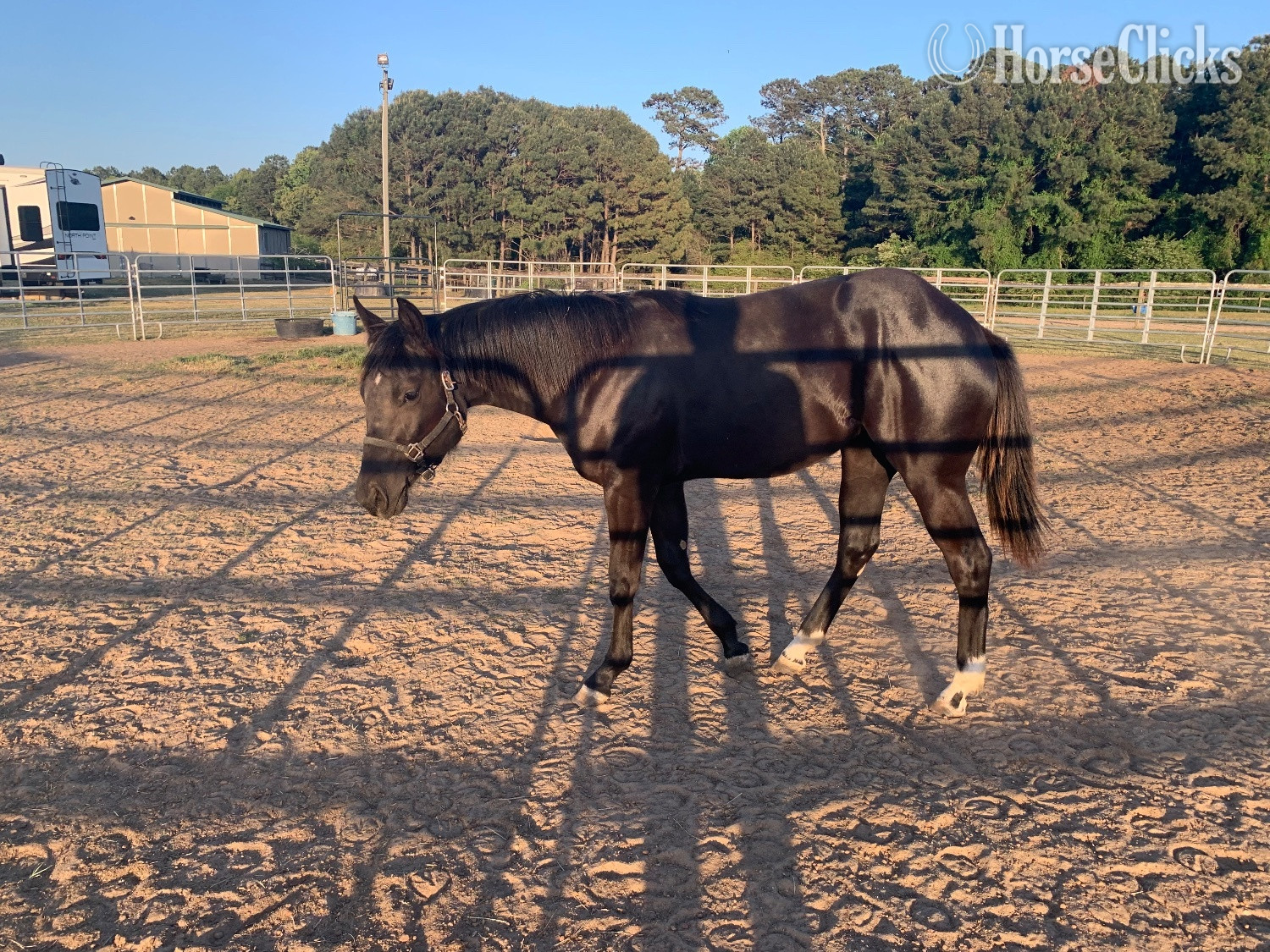 Quarter Horse - "Black Filly" Black Filly Quarter Horse in North Carolina