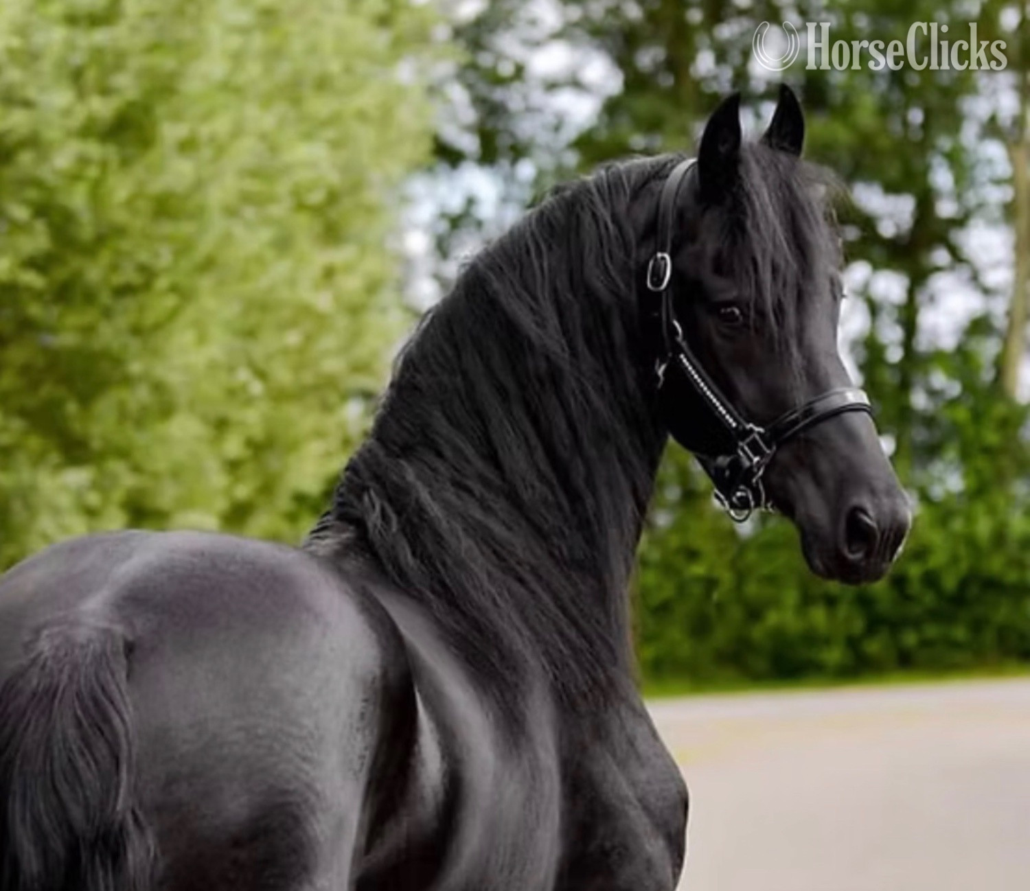 "Malia" Black Mare Friesian in Virginia