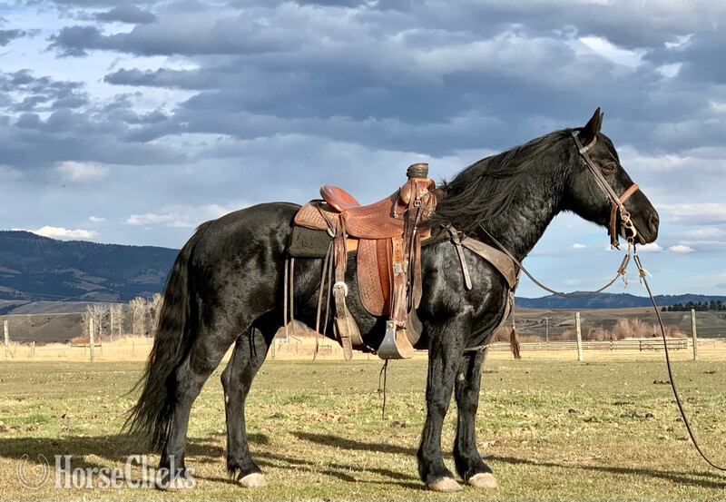 "Mamba" Black Gelding Friesian in Wisconsin