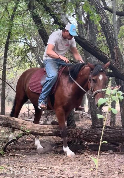 "Chubs" Bay Gelding Hanoverian in Texas