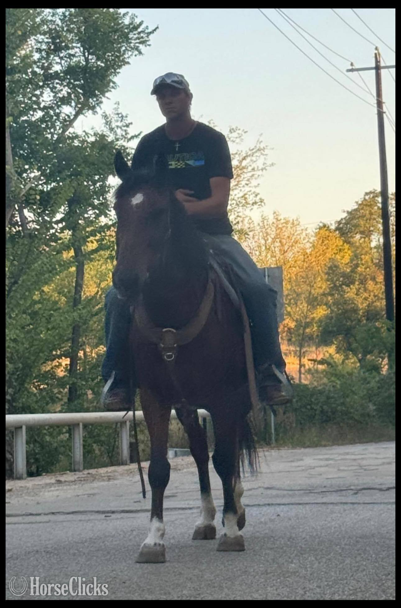 "Chubs" Bay Gelding Hanoverian