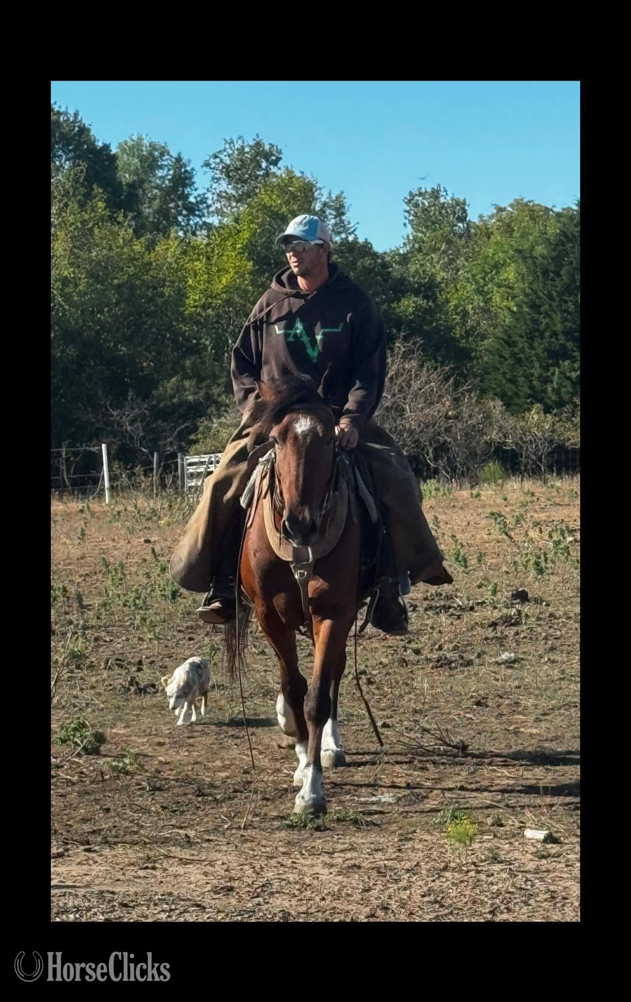 Texas "Chubs" Bay Gelding Hanoverian