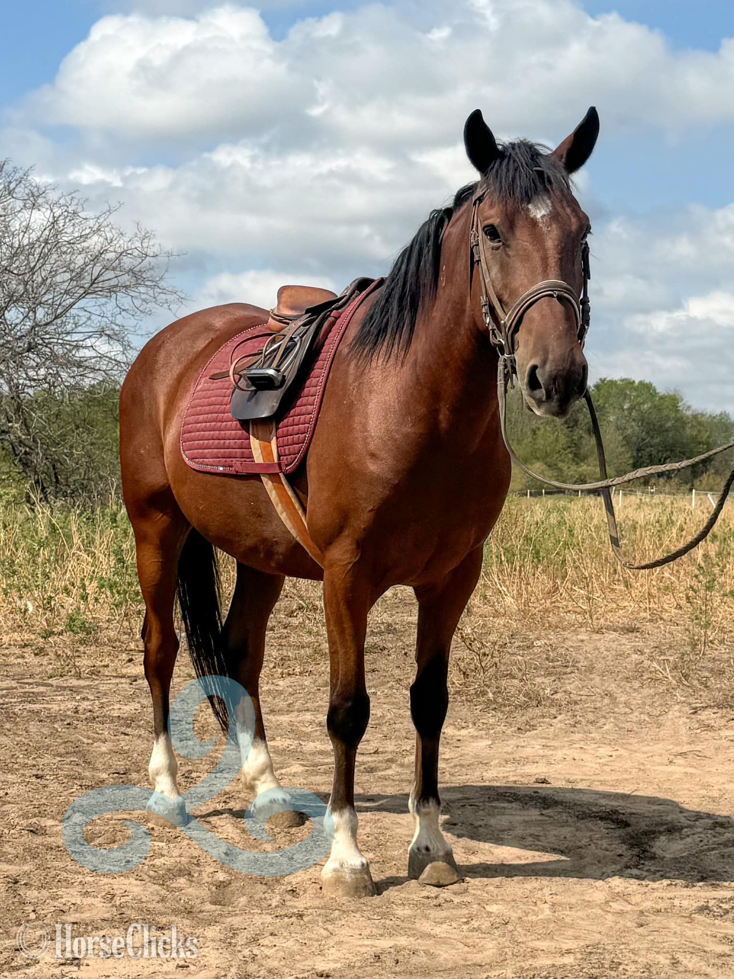 "Chubs" Bay Gelding Hanoverian - Hanoverian in Texas