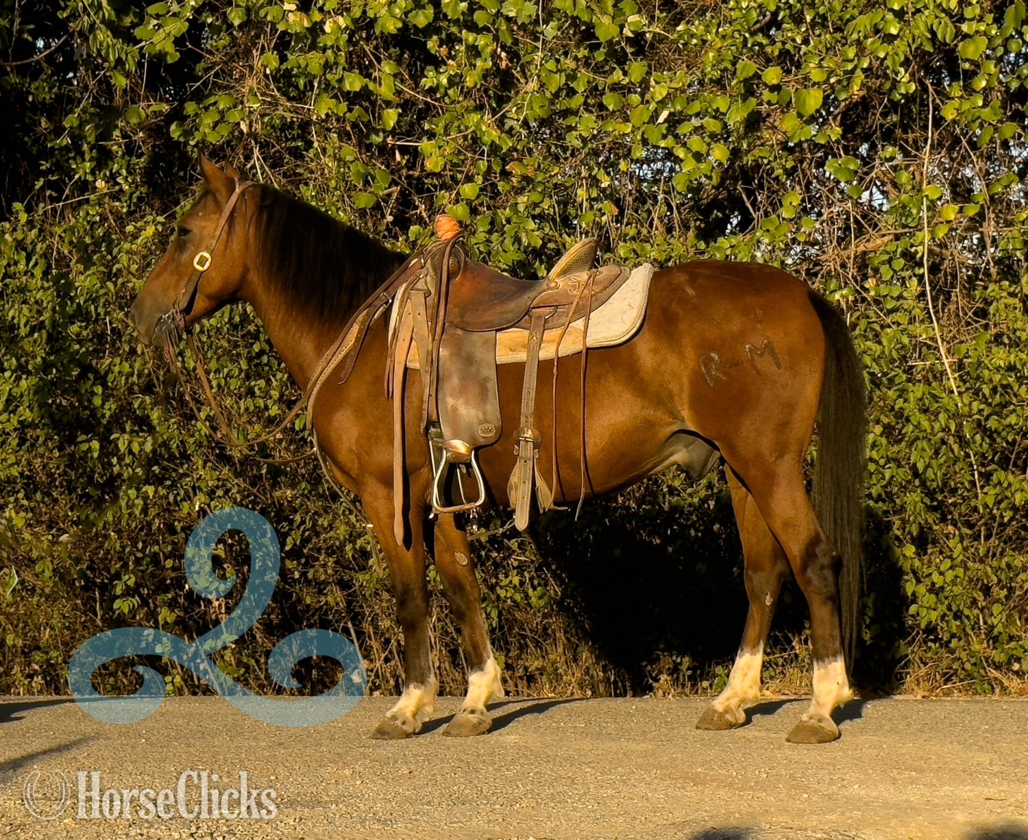 "Chubs" Bay Gelding Hanoverian - Hanoverian