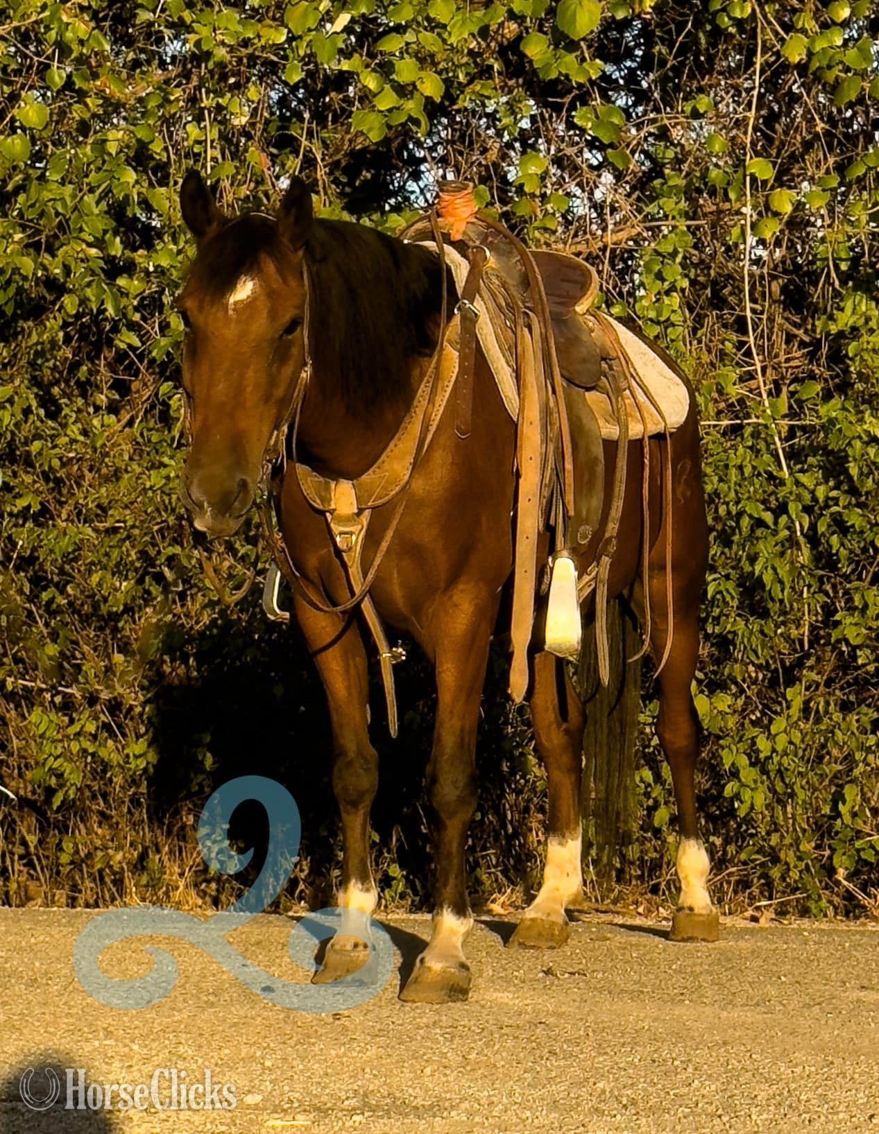 "Chubs" Bay Gelding Hanoverian Texas