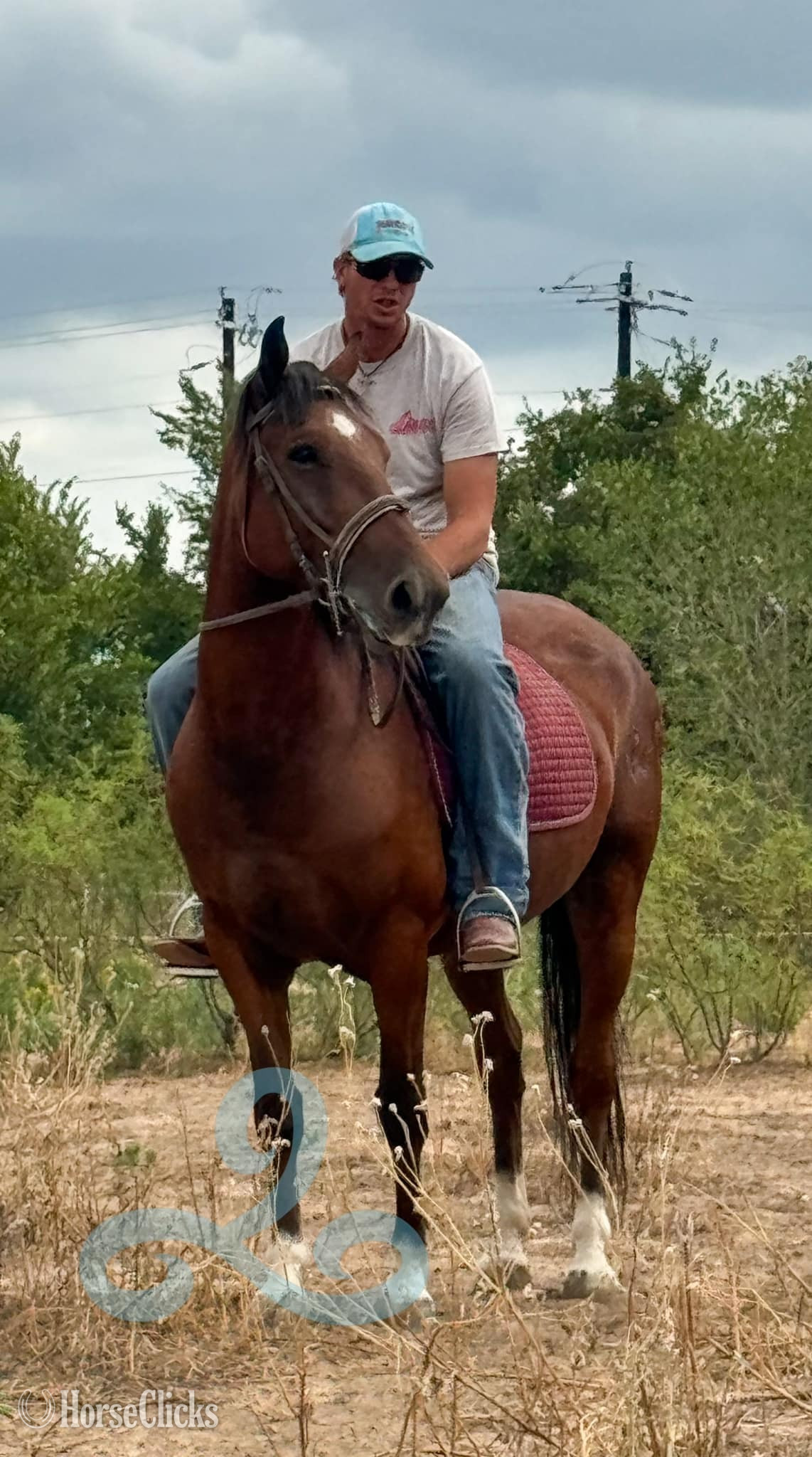 Hanoverian - "Chubs" Bay Gelding Hanoverian in Texas