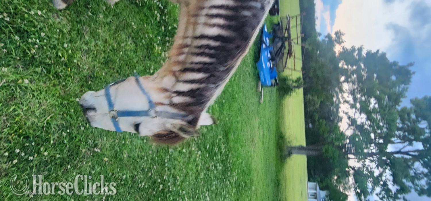 "Buckshot (Bucky)" Buckskin Gelding Paso Fino in Louisiana