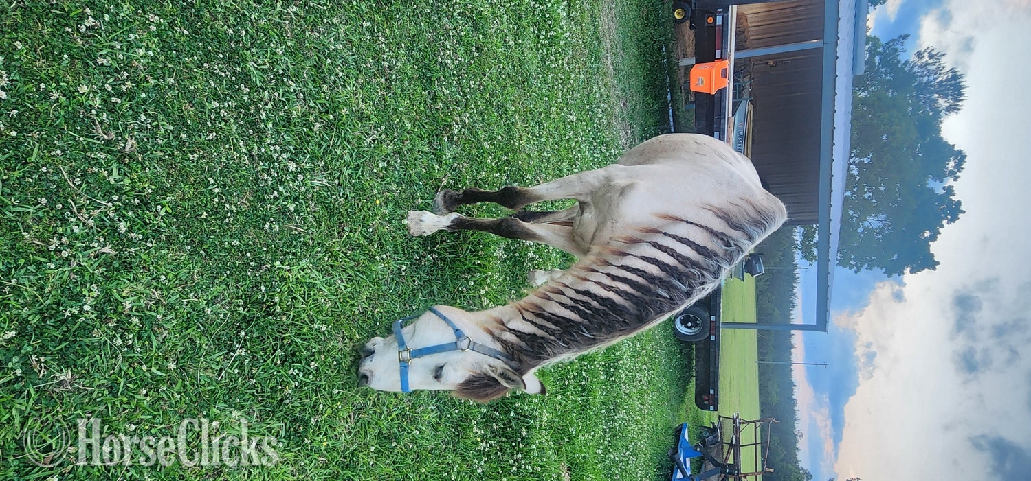"Buckshot (Bucky)" Buckskin Gelding Paso Fino
