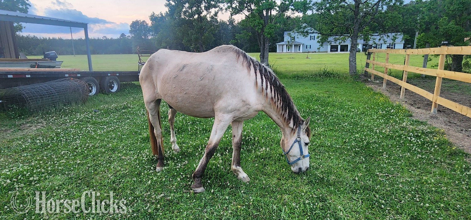 Louisiana "Buckshot (Bucky)" Buckskin Gelding Paso Fino