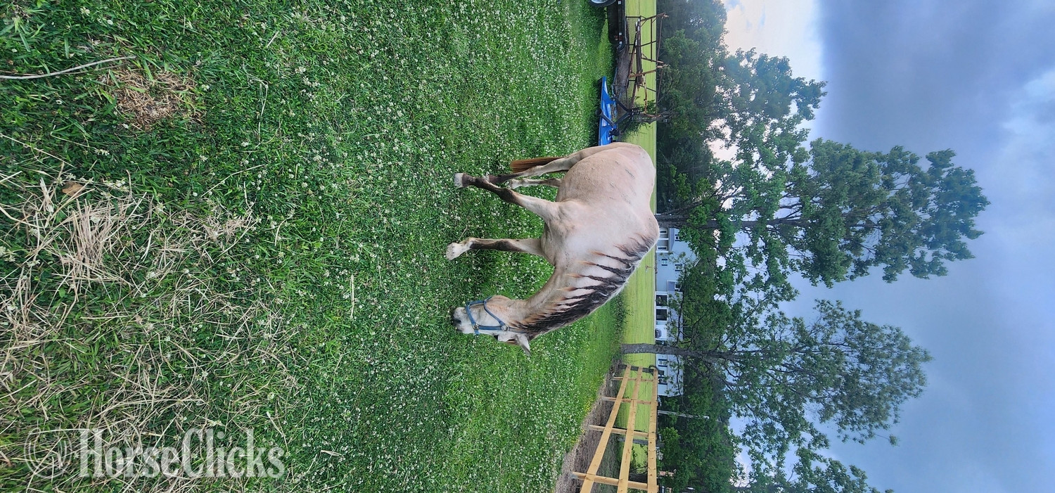 "Buckshot (Bucky)" Buckskin Gelding Paso Fino - Paso Fino in Louisiana