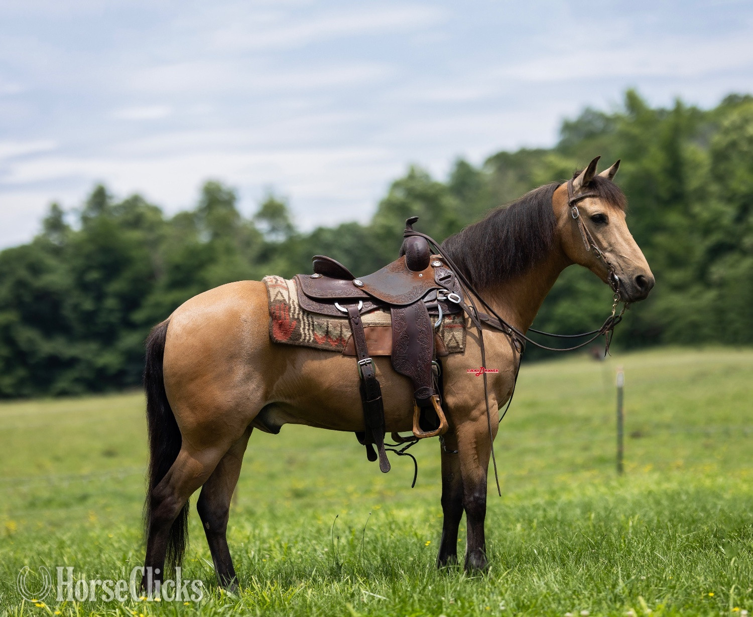 "Hickory " Buckskin Gelding Paso Fino in Missouri