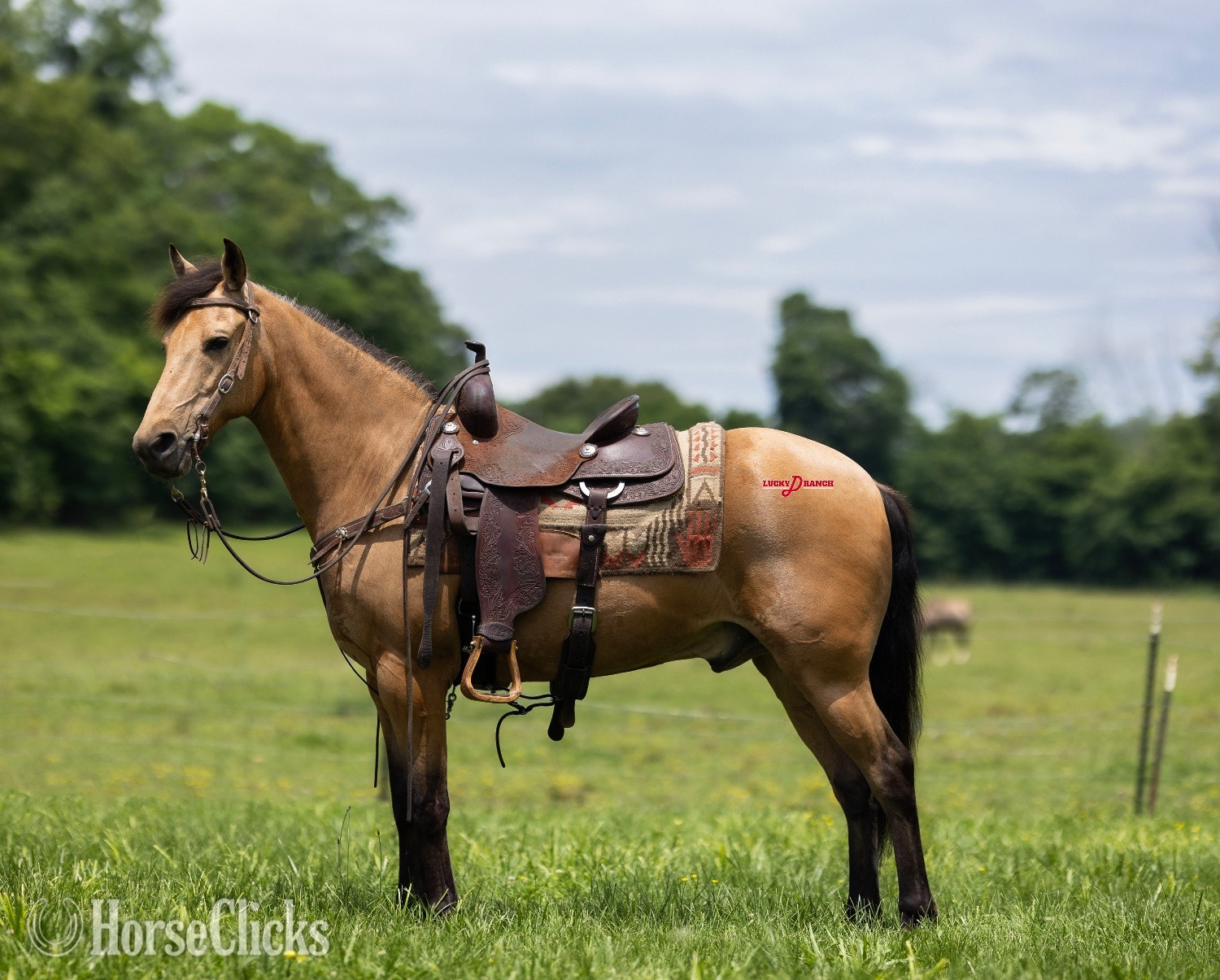 "Hickory " Buckskin Gelding Paso Fino