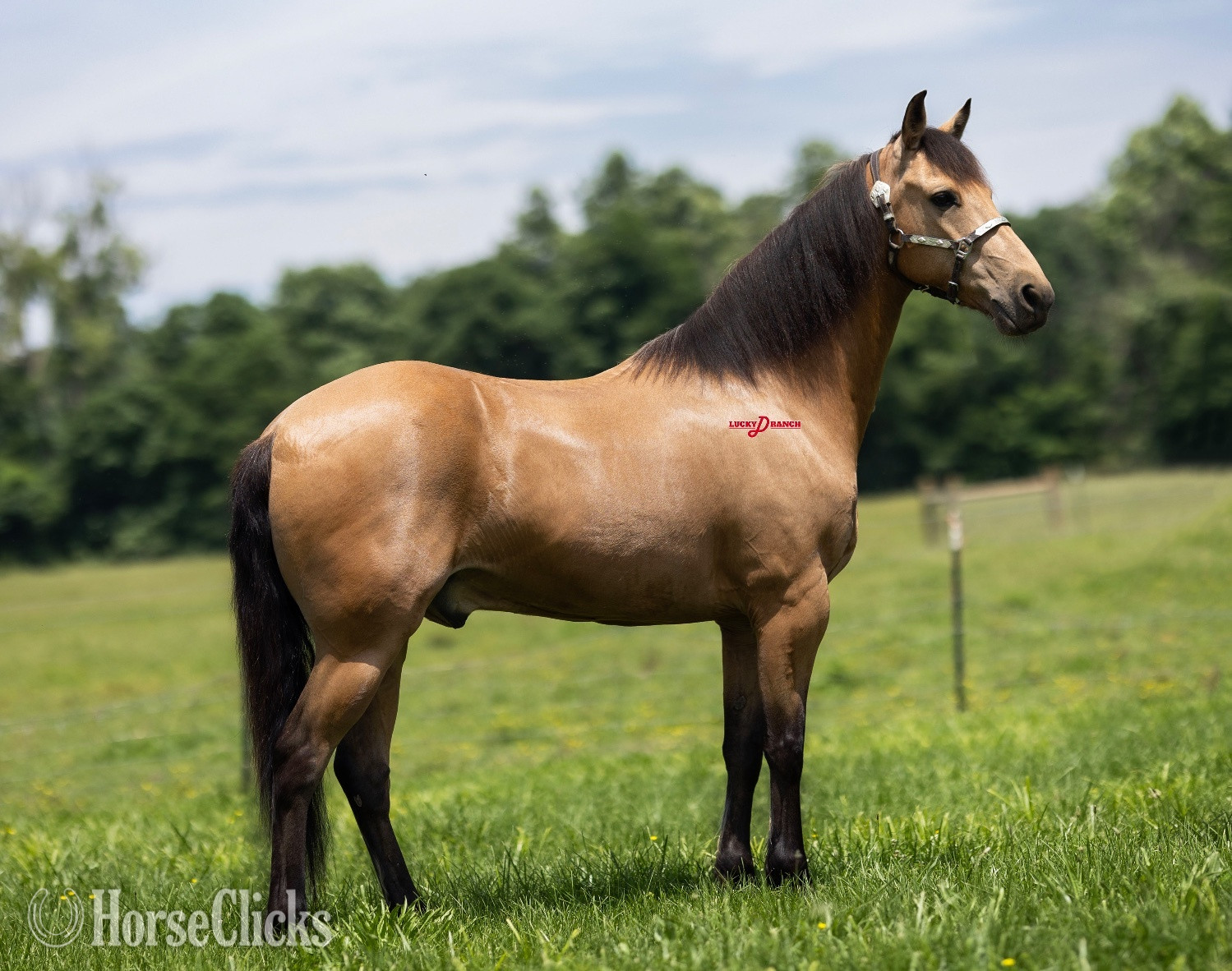 "Hickory " Buckskin Gelding Paso Fino - Paso Fino in Missouri